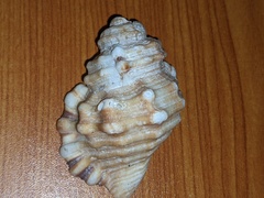 Monoplex parthenopeus