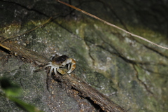 Geothelphusa bicolor