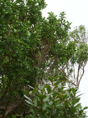 Coprosma chathamica