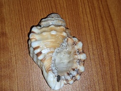 Monoplex parthenopeus