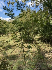 Paliurus spina-christi