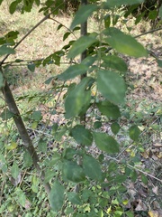 Paliurus spina-christi