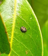 Trymolophus