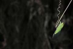 Chremistica ochracea