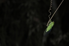 Chremistica ochracea