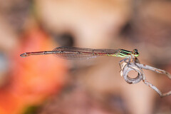 Argiocnemis rubescens