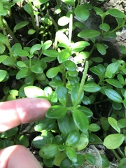 Peperomia urvilleana