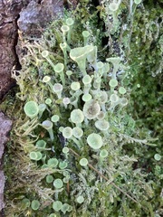 Cladonia fimbriata