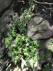 Peperomia urvilleana