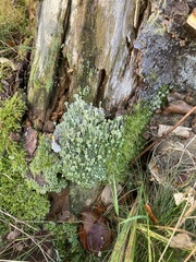 Cladonia fimbriata