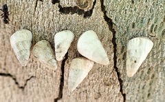 Cochlicella acuta