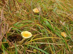Hygrophorus chrysodon
