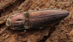 Dendrometrinae