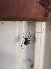 Latrodectus hasselti