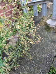 Erigeron sumatrensis