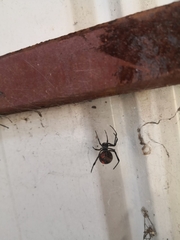 Latrodectus hasselti