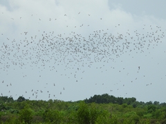 Limosa limosa