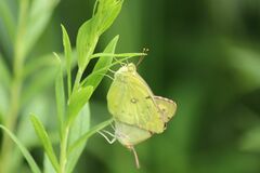 Colias poliographus