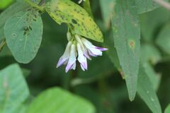 Amphicarpaea edgeworthii