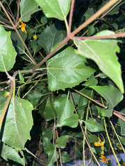 Helianthinae