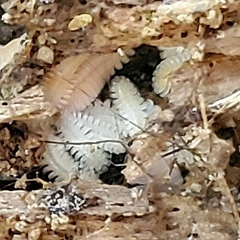 Brachycybe lecontii