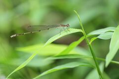 Aciagrion migratum
