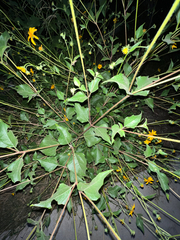 Helianthinae