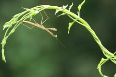 Statilia maculata maculata