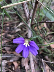 Scaevola ramosissima