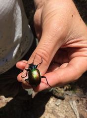 Calosoma sycophanta