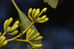 Eucalyptus bosistoana