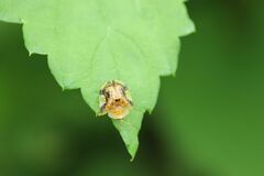 Laccoptera nepalensis