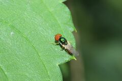 Microchrysa
