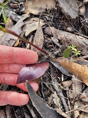 Cryptostylis