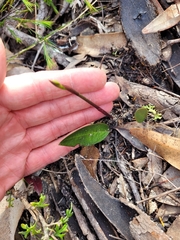 Cryptostylis