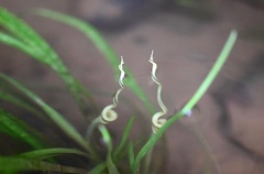 Cryptocoryne mekongensis