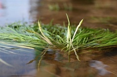 Cryptocoryne mekongensis