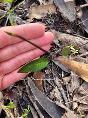Cryptostylis