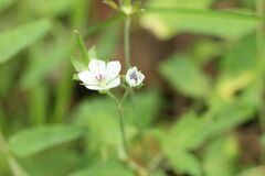 Geranium thunbergii
