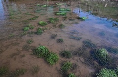 Cryptocoryne mekongensis