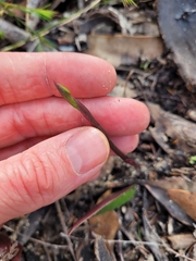 Cryptostylis