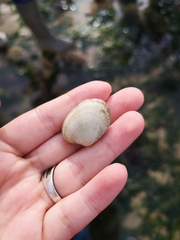 Ruditapes decussatus