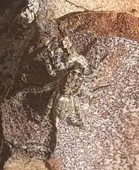 Menemerus taeniatus