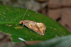 Plusiodonta coelonota