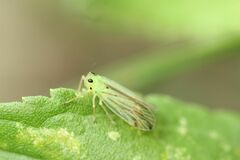 Catullia vittata