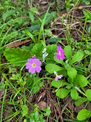 Primula malacoides
