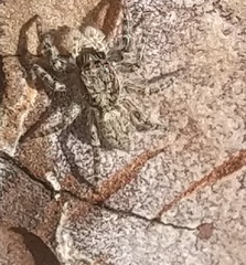 Menemerus taeniatus