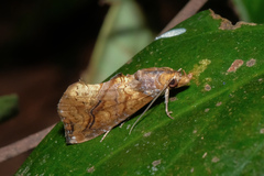 Plusiodonta coelonota