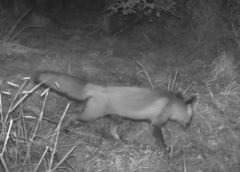 Vulpes vulpes crucigera