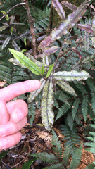 Quintinia serrata